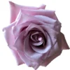 nautica-wedding-rose_grande-400×400.webp