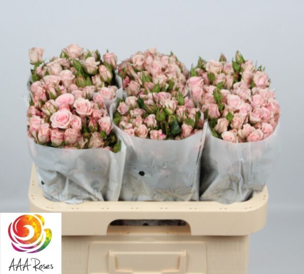 3ccee648-63f9-4a80-9810-0d9c3a756be4.jpg
