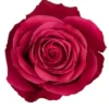 Cherry_Oh_1-1-400×400.webp