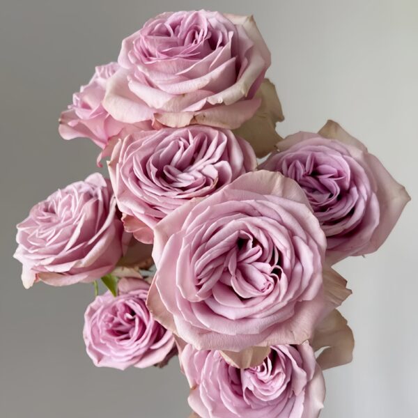 MontmartreRose04.jpg