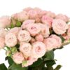 ROSE-SPRAY-AEROBIC-60cm-3.jpg