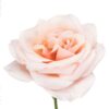 Rose-Garden-Paul-Ricard-50cm.jpg