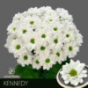Samada-Kennedy-400×400.jpg