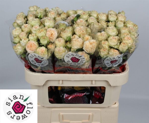 X2311917_H_2.jpg