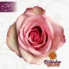 e7a64b7e-0d47-4710-a42d-58960673fb44-1-400×400.webp