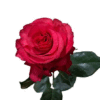 images.gif