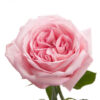 light-pink-garden-rose-ohara-1-700×700-5-400×400.jpg