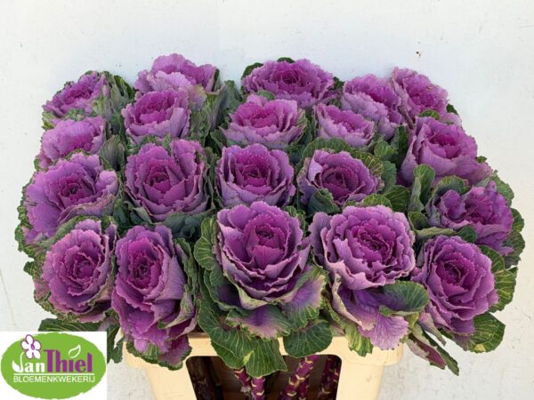 5f20beaf-8cfb-4e1c-8b6b-282f1fc46d4e.jpg
