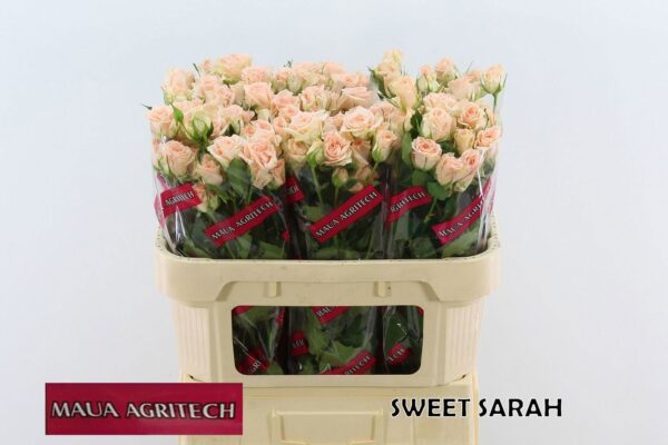 7637b1d2-aff8-4cd1-9b72-c69fac180f1b.jpg