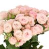 ROSE-SPRAY-AEROBIC-60cm-3-400×400.jpg