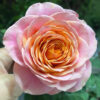 Richmond_Park8.jpg