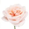 Rose-Garden-Paul-Ricard-50cm-400×400.jpg