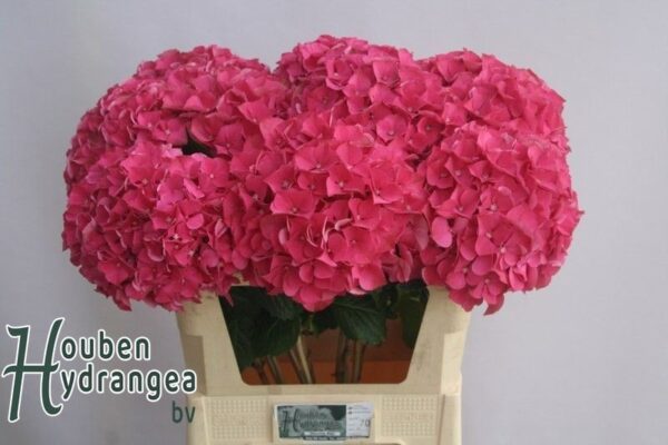 ebea0f87-061b-49e8-a20e-81c322a8b60f.jpg
