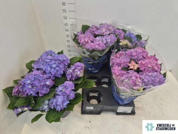 f7bdea1d-0d5e-42be-bf8a-b230accb7703.jpg