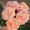 floribunda-roses-amaretto_nen_24027.webp
