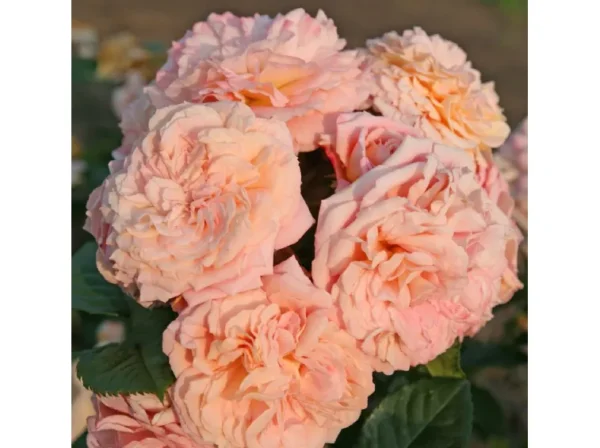 floribunda-roses-amaretto_nen_24027.webp