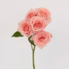 images.gif