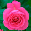 imagesqtbnANd9GcTTWWHenh6QkMbNmLeYalG0w8NYXFX5QdzuYQs.jpg