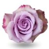 imagesqtbnANd9GcTUrJUA_SYn_BHV4wGA5xCUPjStbX4OwsIXZAs.jpg
