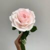 prince-jardinier-french-hybrid-tea-rose-bred-by-meilland-richardier-249834.jpg