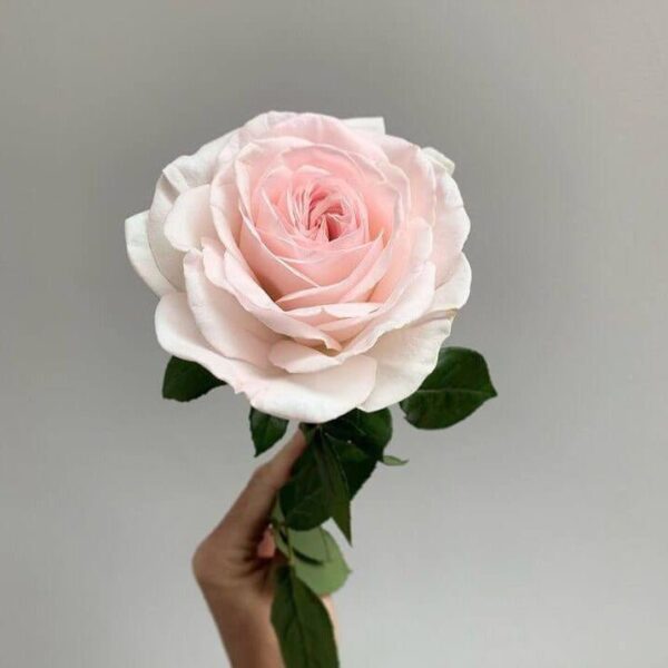 prince-jardinier-french-hybrid-tea-rose-bred-by-meilland-richardier-249834.jpg