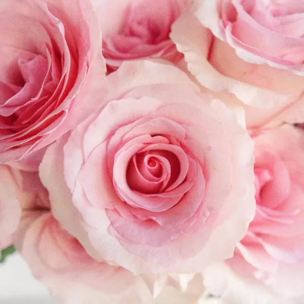 product-7714-millennial-pink-gigantic-rose-wholesale-flowers-close-up_4dbe3_7vsc5.webp