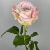 roza-faith-1152×1536.jpg