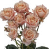 thumb750_500.saharasensation.jpg
