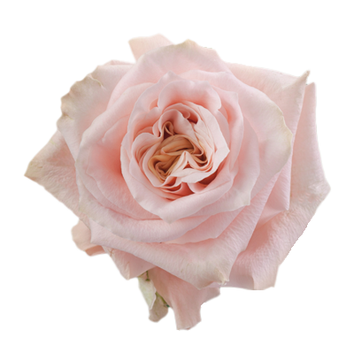 Одноголова троянда 'Shimmer'