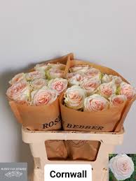 Одноголова троянда 'CORNWALL'