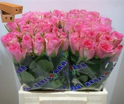 Одноголова троянда 'SMOOTHIE'