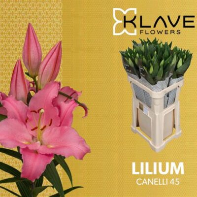 Лілія 'CANELLI'