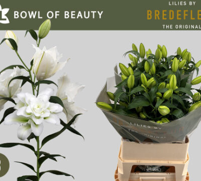 Лілія 'DU BO OF BEAUT'