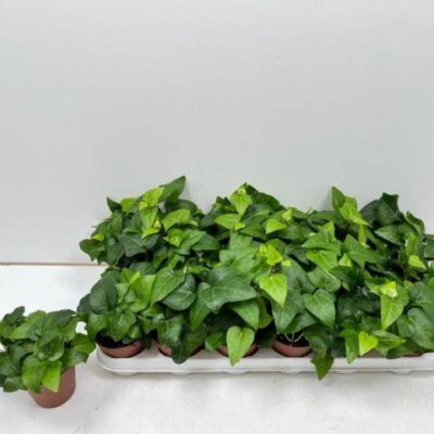 Плющ 'MEIN HERZ'