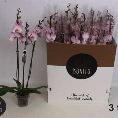 Орхідея 'OV ROZE'