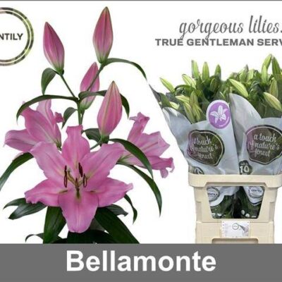 Лілія 'BELLAMONTE'