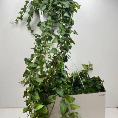 Плющ 'MEIN HERZ'