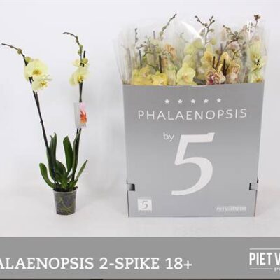 Орхідея 'OV GEEL'