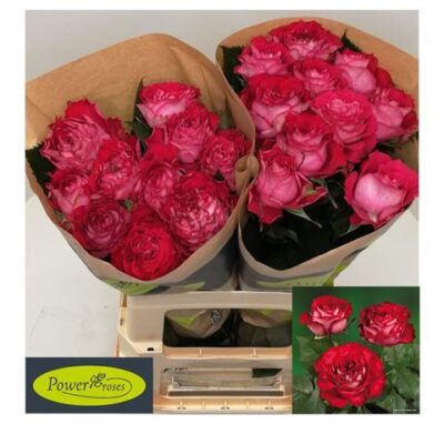 Одноголова троянда 'ESMERALDA'