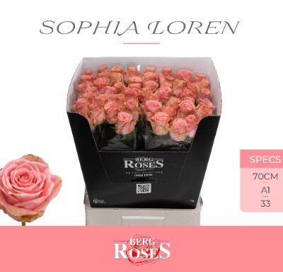 Одноголова троянда 'SOPHIA LOREN'