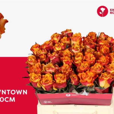 Одноголова троянда 'DOWNTOWN!'