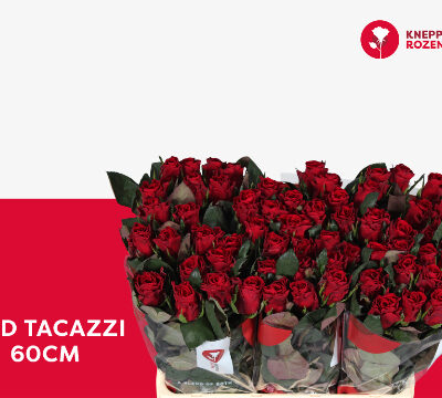 Одноголова троянда 'RED TACAZZI+'