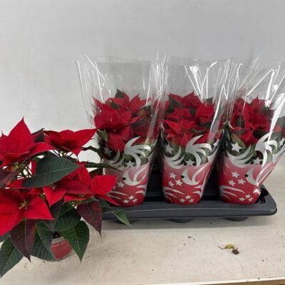 Пуансетія 'FREYA'