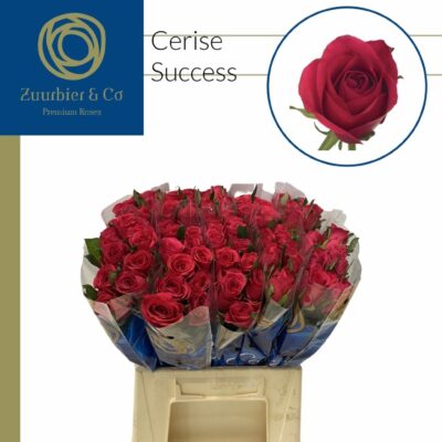 Одноголова троянда 'CERISE SUCCESS'