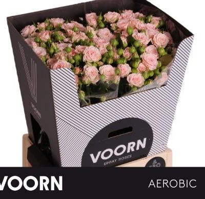 Кущова троянда 'AEROBIC'