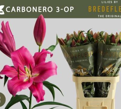 Лілія 'CARBONERO'