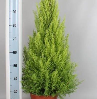 Кіпарис 'GOLDC WILMA'