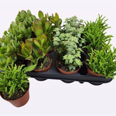 Красула 'OVERIG'