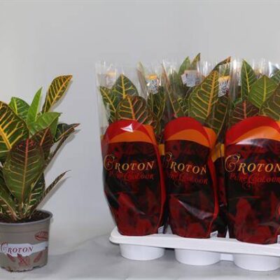 Кротон 'PETRA'
