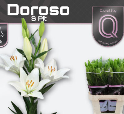 Лілія 'DOROSO'